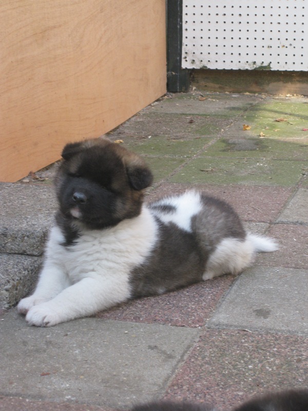 Puppies